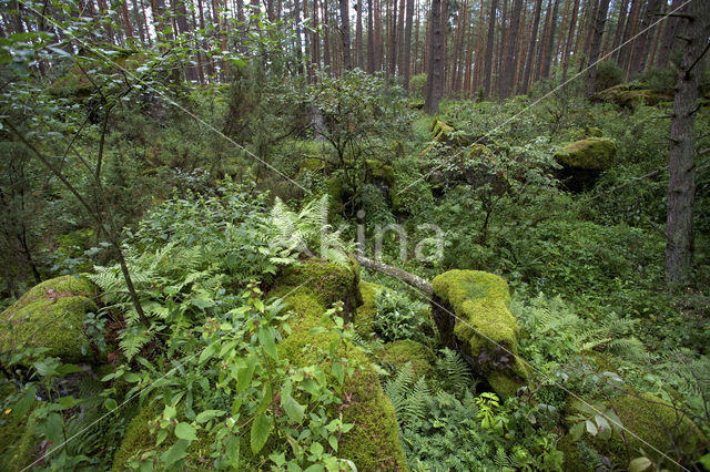 Biebrza National Park