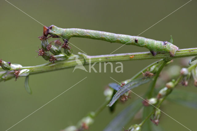 Peppered Moth (Biston betularia)