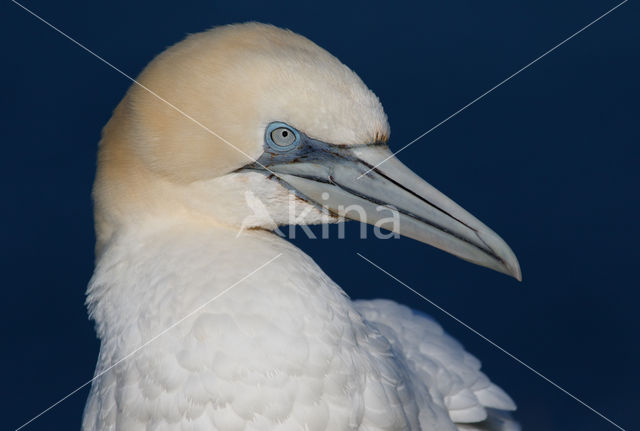 Northern Gannet (Morus bassanus)