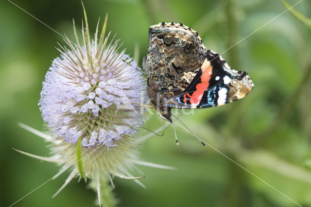 Red Admiral (Vanessa atalanta)