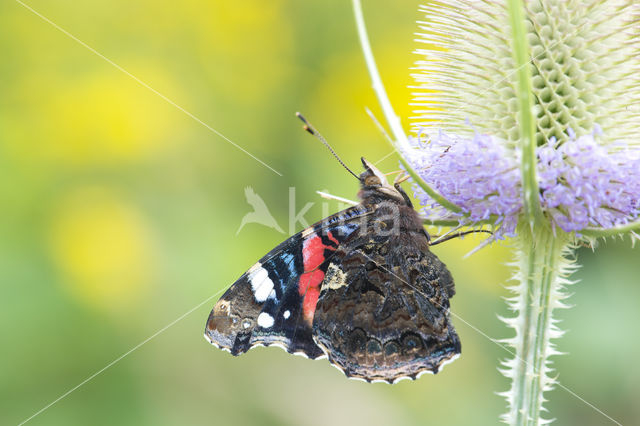 Red Admiral (Vanessa atalanta)