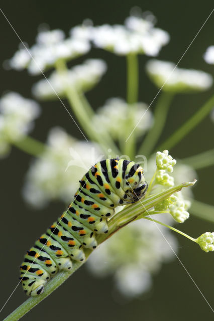 Koninginnepage (Papilio machaon)