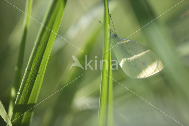 Klein koolwitje (Pieris rapae)