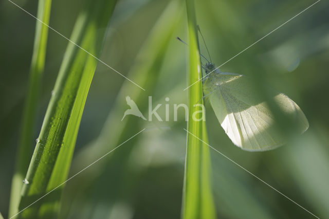 Klein koolwitje (Pieris rapae)