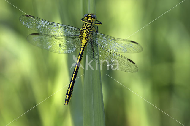 Yellow-legged Dragonfly (Gomphus flavipes)