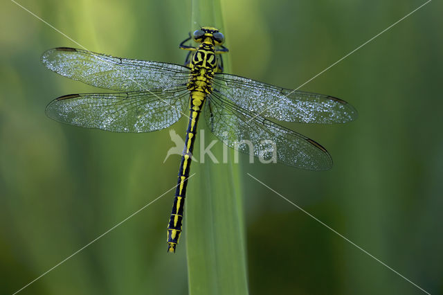 Rivierrombout (Gomphus flavipes)