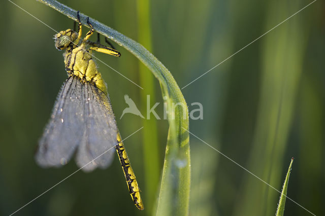 Yellow-legged Dragonfly (Gomphus flavipes)