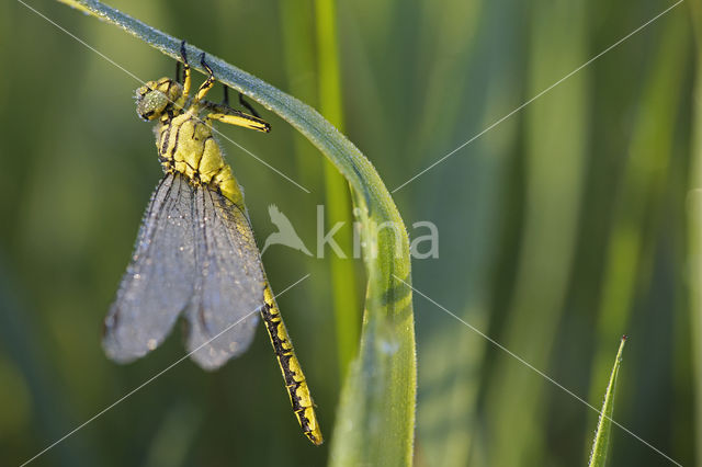 Yellow-legged Dragonfly (Gomphus flavipes)