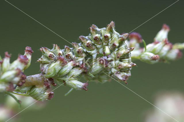 Bijvoetmonnik (Cucullia artemisiae)