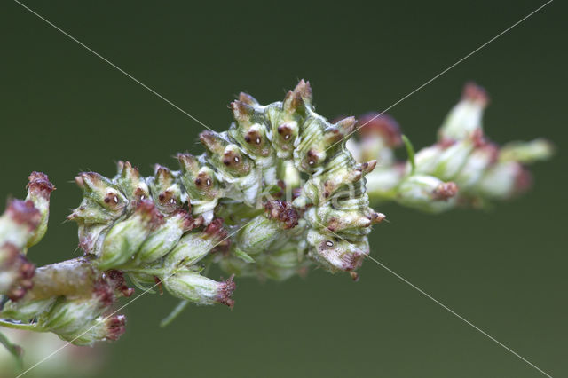 Bijvoetmonnik (Cucullia artemisiae)