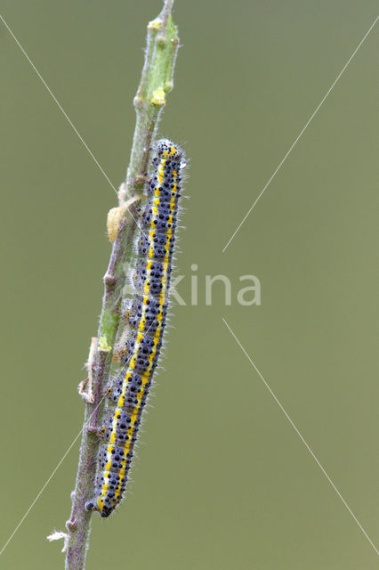 Resedawitje (Pontia daplidice)