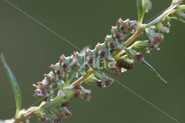 Bijvoetmonnik (Cucullia artemisiae)