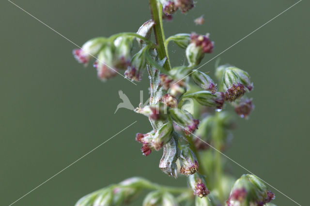 Cucullia fraudatrix