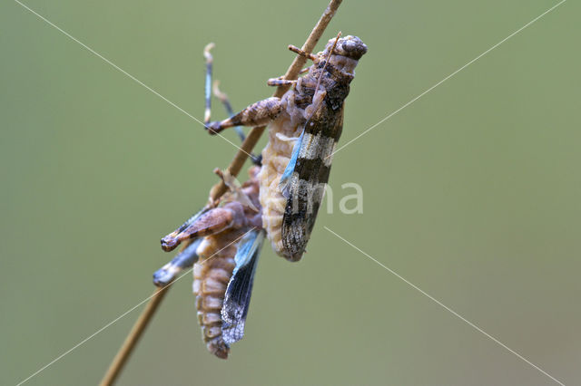 Blauwvleugelsprinkhaan (Oedipoda caerulescens)