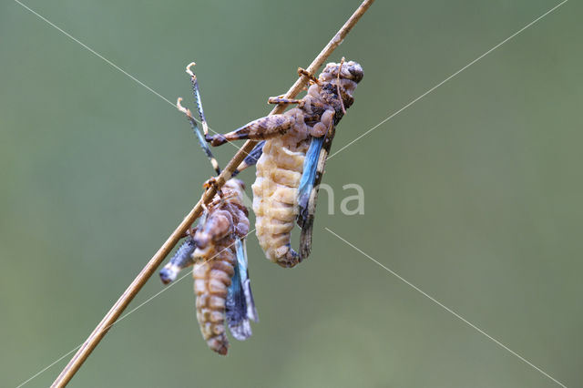 Blue-winged grasshopper (Oedipoda caerulescens)