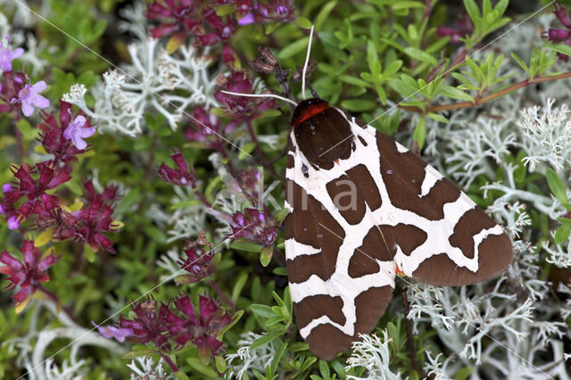 Garden Tiger (Arctia caja)