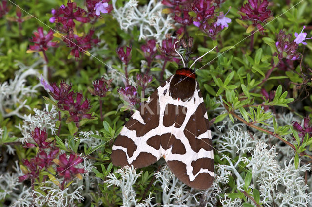 Garden Tiger (Arctia caja)