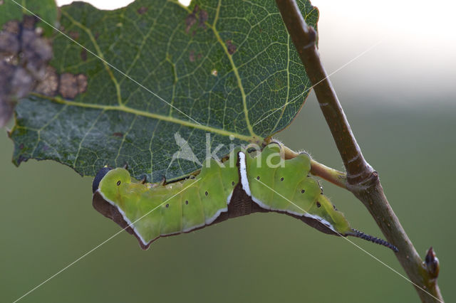 Witte hermelijnvlinder (Cerura erminea)