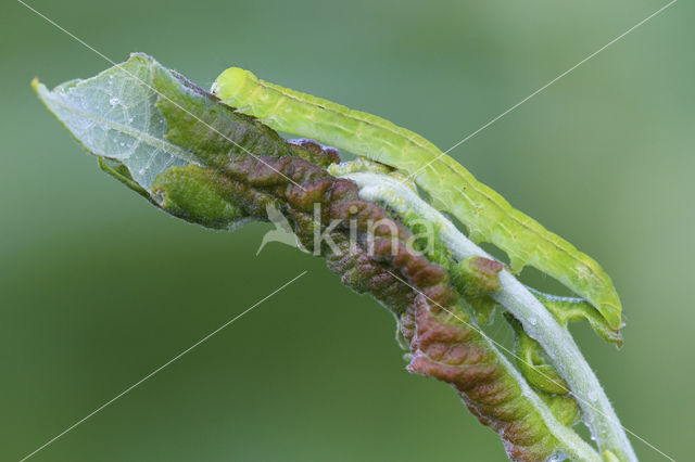 herald moth (Scoliopteryx libatrix)