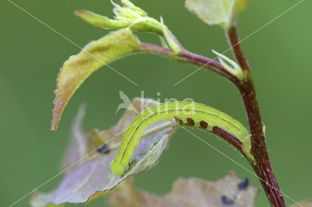 Roesje (Scoliopteryx libatrix)