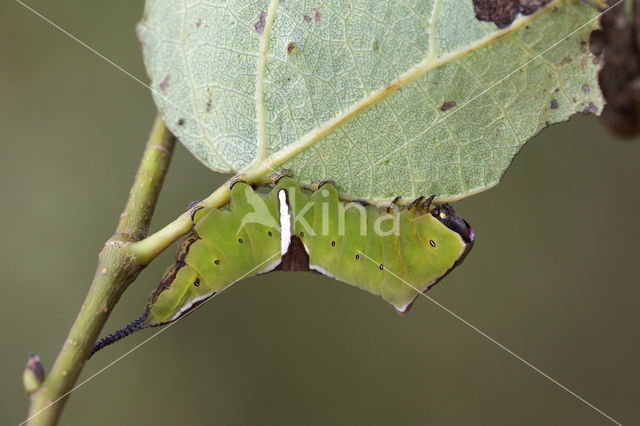 Witte hermelijnvlinder (Cerura erminea)