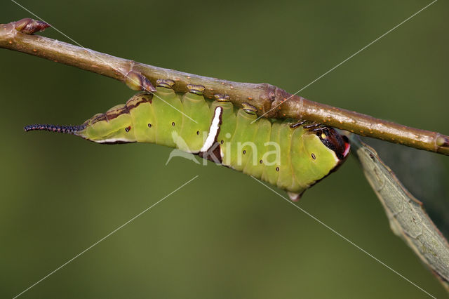 Witte hermelijnvlinder (Cerura erminea)