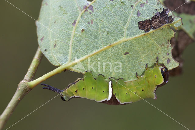 Witte hermelijnvlinder (Cerura erminea)