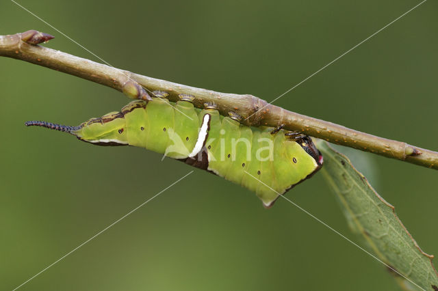 Witte hermelijnvlinder (Cerura erminea)