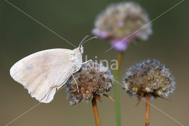 Meadow Brown (Maniola jurtina)