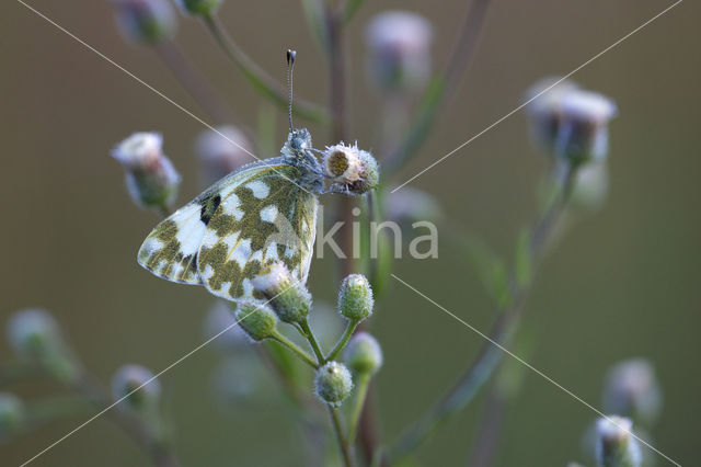 Bath White (Pontia daplidice)