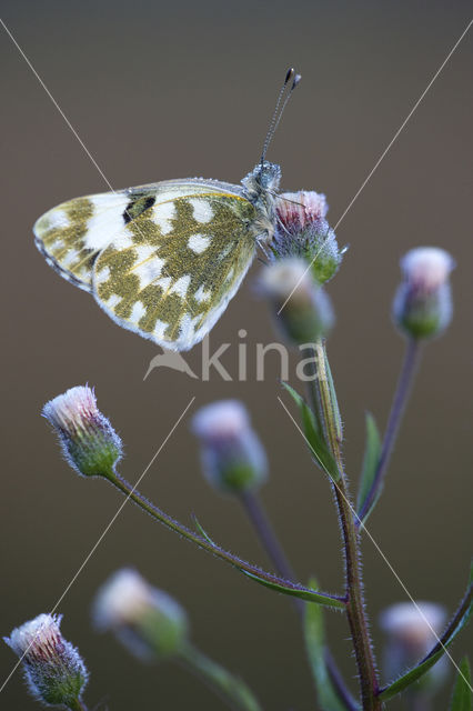 Bath White (Pontia daplidice)