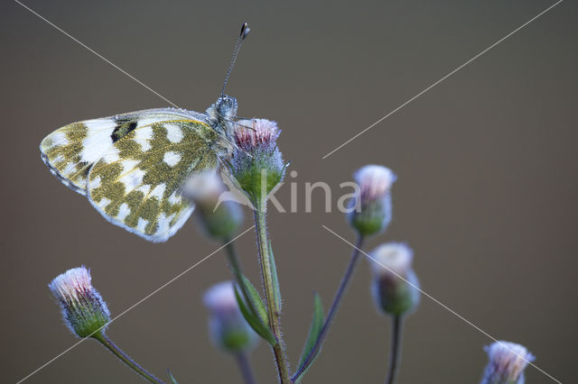 Bath White (Pontia daplidice)