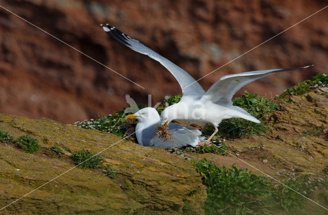 Zilvermeeuw (Larus argentatus)