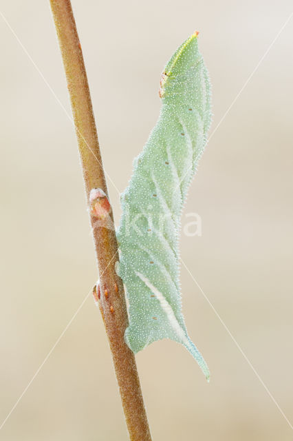 Eyed Hawk-moth (Smerinthus ocellata)