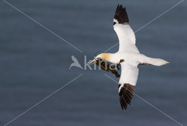 Northern Gannet (Morus bassanus)