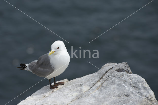 Black-legged Kittiwake (Rissa tridactyla)