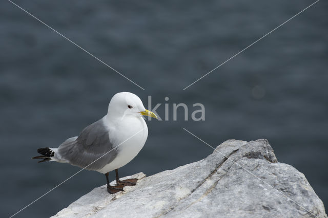 Black-legged Kittiwake (Rissa tridactyla)