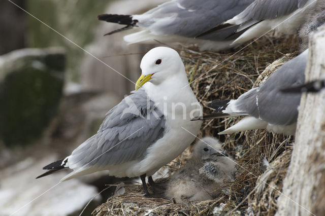 Black-legged Kittiwake (Rissa tridactyla)