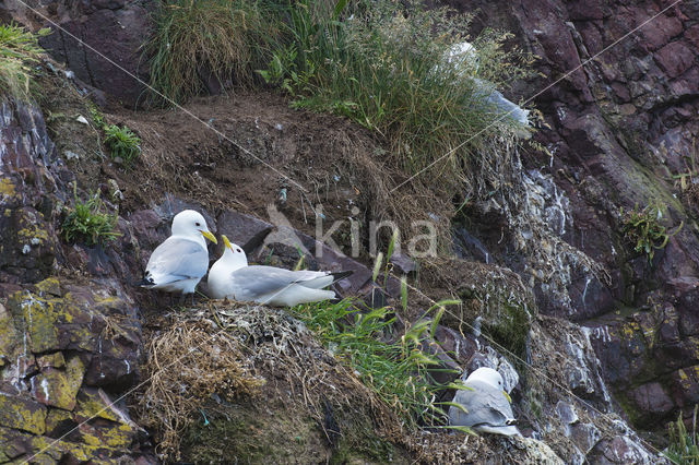 Black-legged Kittiwake (Rissa tridactyla)