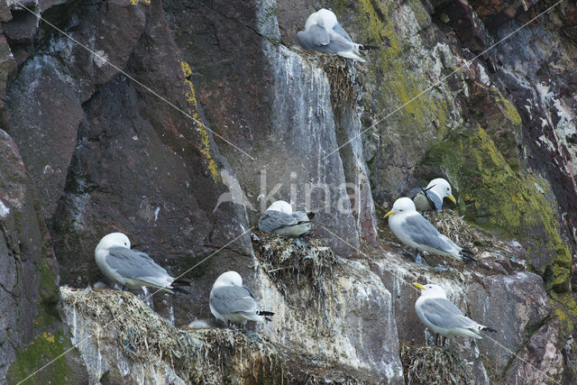 Black-legged Kittiwake (Rissa tridactyla)