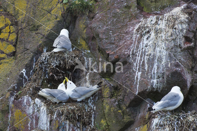 Black-legged Kittiwake (Rissa tridactyla)