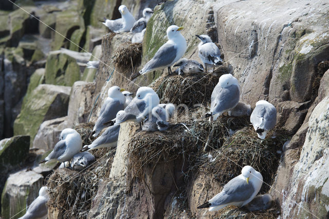 Black-legged Kittiwake (Rissa tridactyla)