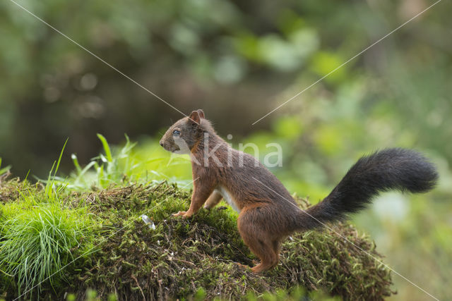 Eekhoorn (Sciurus vulgaris)