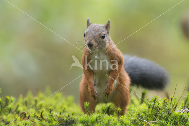 Red Squirrel (Sciurus vulgaris)