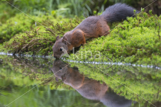 Eekhoorn (Sciurus vulgaris)