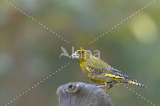 Groenling (Carduelis chloris)