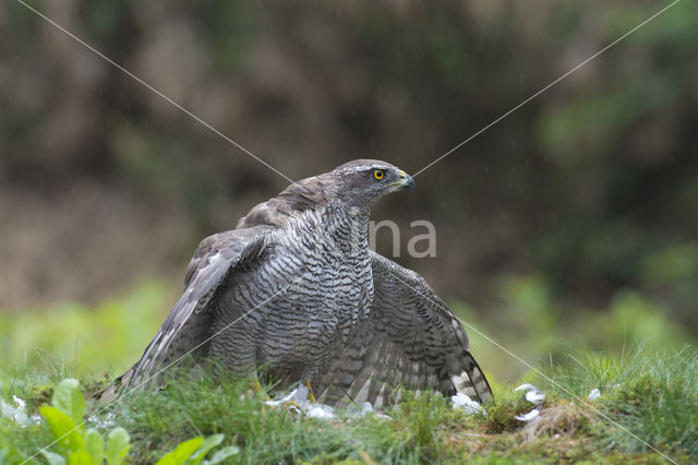 Havik (Accipiter gentilis)