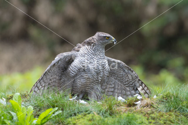 Goshawk (Accipiter gentilis)