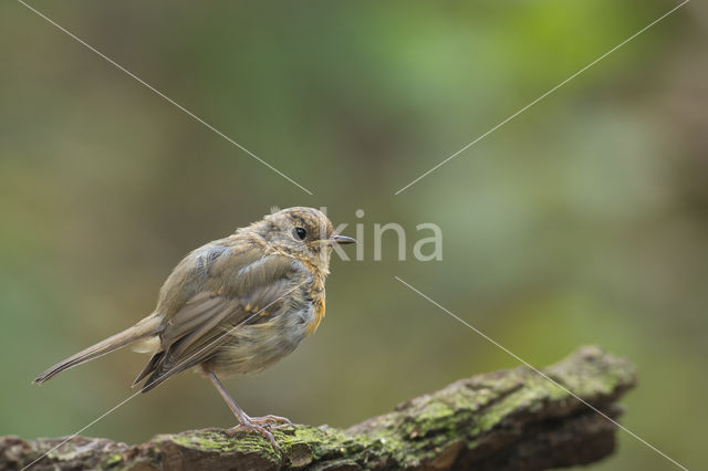 European Robin (Erithacus rubecula)