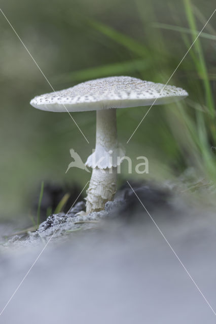 The Blusher (Amanita rubescens)